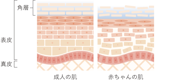 成人に比べ、バリア機能が弱い赤ちゃんの未熟な肌