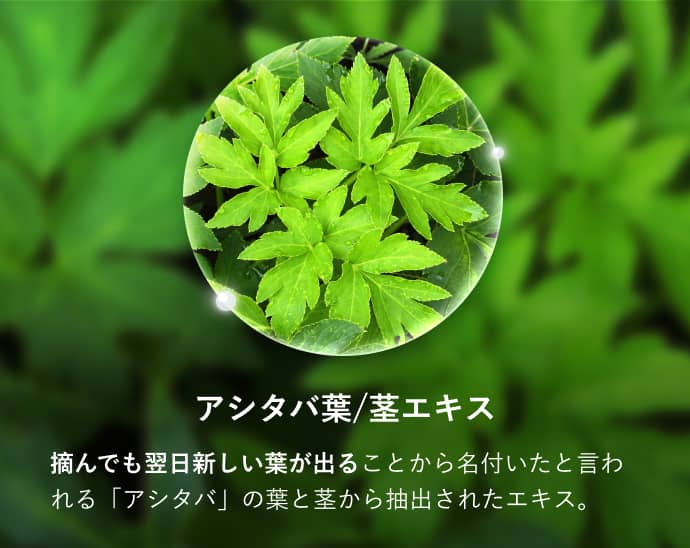 アシタバ葉/茎エキス 摘んでも翌日新しい葉が出ることから名付いたと言われる「アシタバ」の葉と茎から抽出されたエキス。