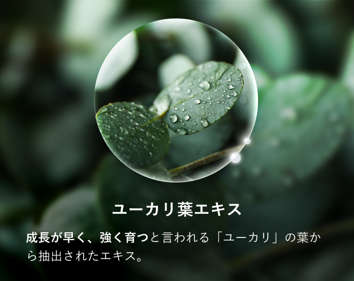 ユーカリ葉エキス 成長が早く、強く育つと言われる「ユーカリ」の葉から抽出されたエキス。