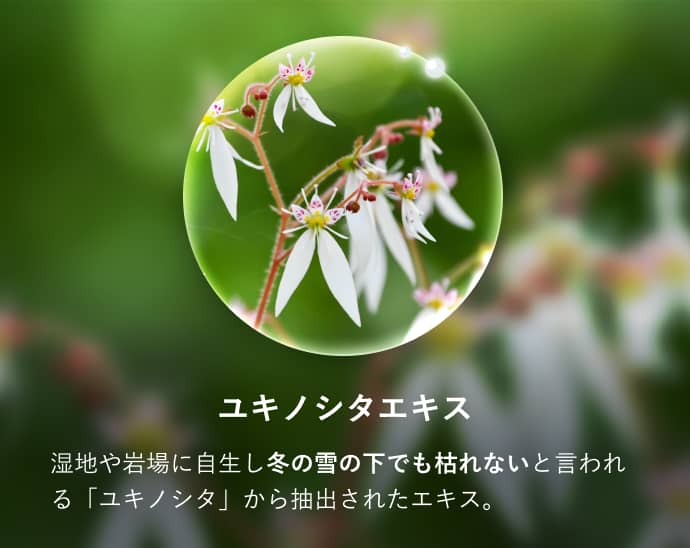 ユキノシタエキス 湿地や岩場に自生し冬の雪の下でも枯れないと言われる「ユキノシタ」から抽出されたエキス。