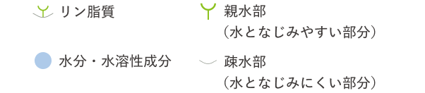 リン脂質 親水部(水となじみやすい部分) 水分・水溶性成分 疎水部(水となじみにくい部分)