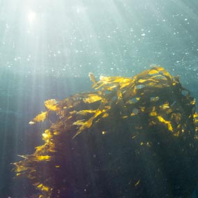 ヒバマタエキス