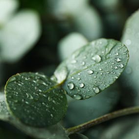 ユーカリ葉エキス