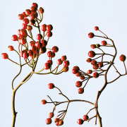 ローズヒップオイル