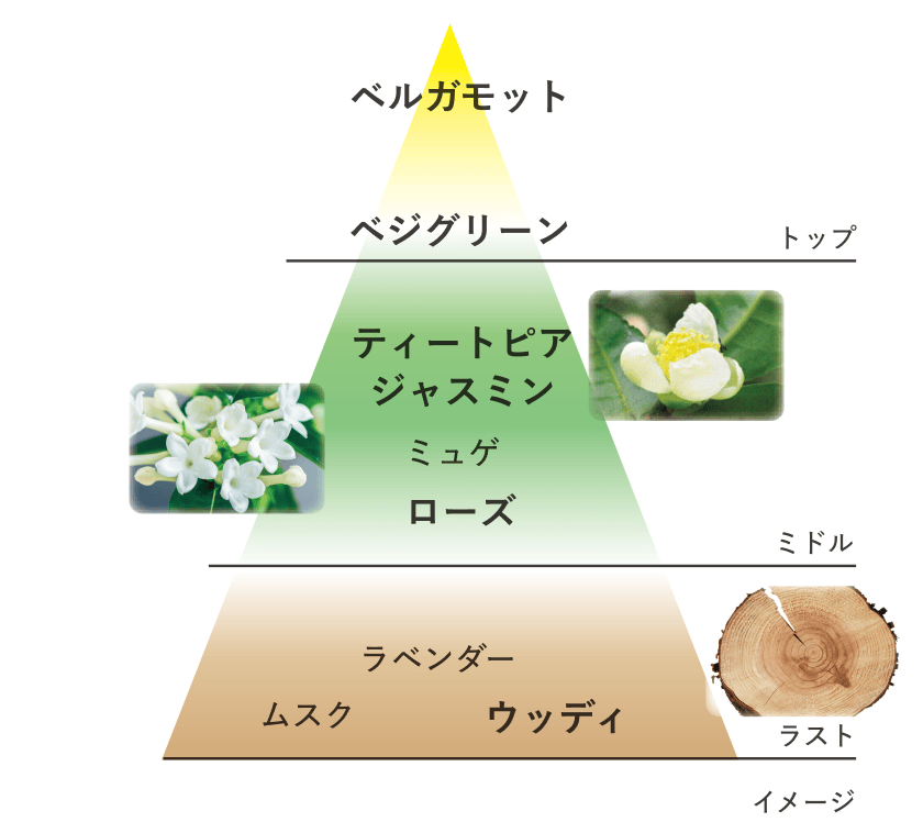 トップ ベルガモット ベジグリーン ミドル ティートピア ジャスミン ミュゲ ローズ ラスト ラベンダー ムスク ウッディ イメージ