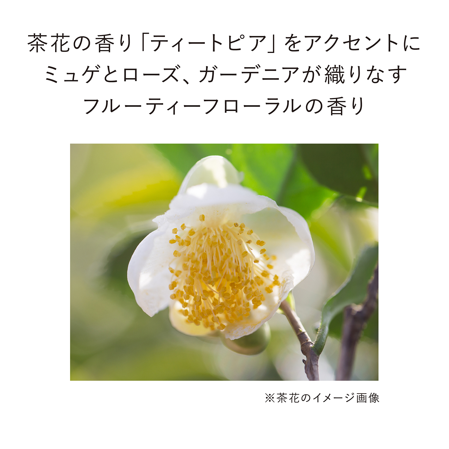 コンフォートスキン ウェア オークルE 詳細画像 7枚中6枚目